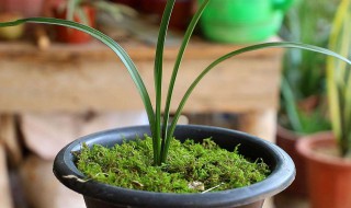 养兰草花方法 兰草花怎么养