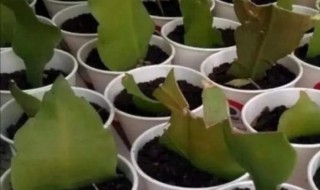 昙花扦插方法 昙花怎么扦插