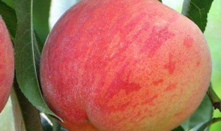 桃子长绿斑怎么解决 处理长绿斑的窍门