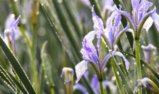 兰花的水养方法 怎么养殖兰花