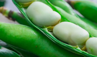 种兰花豆的方法 如何种植兰花豆