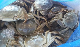 拆大闸蟹的步骤 拆大闸蟹的具体步骤