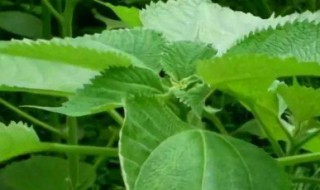 苎麻栽植方法 栽苎麻的方法