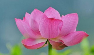 描写花的句子 超优美 描写花的句子有哪些