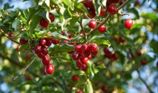 辟邪翁是什么花 辟邪翁的简单介绍