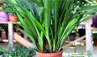 家中为什么不能养墨兰 家中可以养墨兰吗