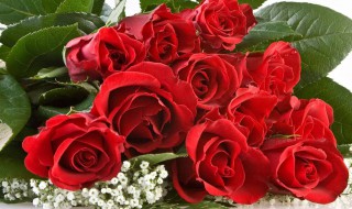 养玫瑰花的步骤 养玫瑰花的步骤简述