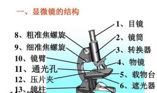 使用显微镜的步骤 使用显微镜的步骤是什么