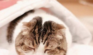 如何做猫咪棉被 怎样做猫咪棉被