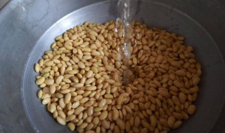 用黄豆怎样做鱼饵料 鱼饵料做法如下