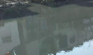 鱼塘水变黑怎样处理 鱼塘水变黑处理方法