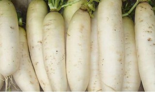 萝卜什么时候种植最好 萝卜的种植时间是什么时候