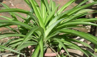 吊兰垂下的茎怎么处理 修剪时需要注意什么