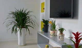 种一棵植物的方法 怎么种一棵植物