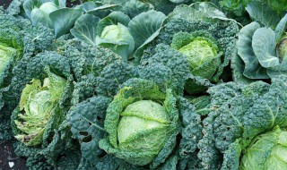 包菜施肥方法 包菜要怎么施肥