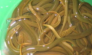 地笼捕鳝鱼的方法 地笼捕鳝鱼的方法是什么