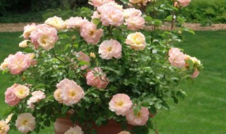 月季促成栽培方法 月季如何栽培