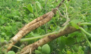 移栽党参的正确方法 移栽党参的方法