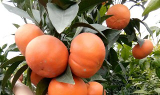 柑桔扦插方法 柑桔扦插方法是什么