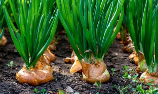 圆葱施肥方法 基肥怎么施好