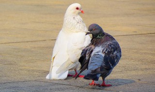 鸽子喂黄豆的好处 鸽子喂黄豆的好处简述