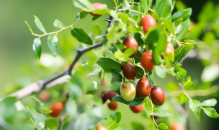 培育酸枣种子如何处理 酸枣如何播种