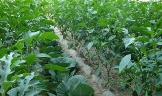 大棚里蔬菜长势弱怎么解决 如何解决大棚里蔬菜长势弱