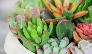 多肉小芽怎么处理 什么时候容易长芽呢