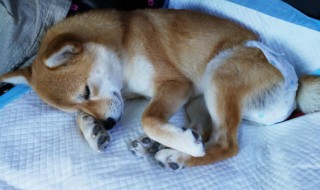 狗晕车应该怎么做 狗晕车怎么办