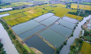 虾塘里的浮沫怎么处理 虾塘水面出现大量白色泡沫怎么办