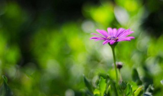 关于春天的优美句子 关于春天的句子有哪些