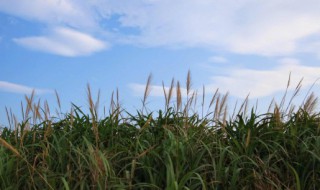 秋天的怀念赏析句子 关于秋天的怀念的句子