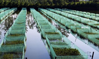 黄鳝养殖方法 黄鳝养殖方法是什么