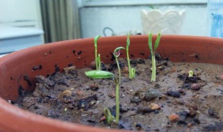 花盆种植底部如何处理排水 可以利用什么材料呢