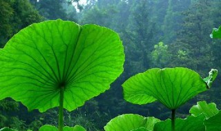 新鲜的荷叶怎么保存 怎么保存新鲜的荷叶