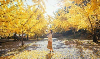 秋天的怀念句子赏析 秋天的怀念句子赏析有哪些呢