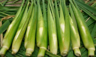 新鲜茭白怎么保存 新鲜茭白如何保存