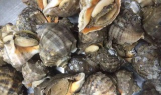 海螺做法 海螺做法推荐