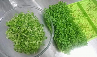 豆苖的养殖方法 怎样种豌豆苗