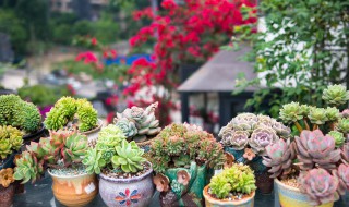 整理盆栽的步骤 换盆时要注意什么