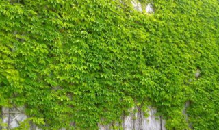 种爬山虎的步骤 种爬山虎的步骤简述