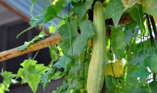 栽种丝瓜的步骤 丝瓜的种植方法和注意事项