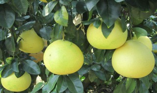 柚子皮驱蚊做法 柚子皮驱蚊做法推荐