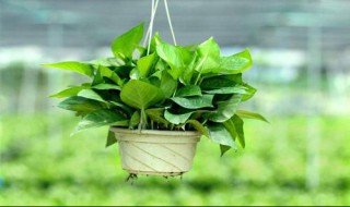 绿萝怎么浇水 绿萝的浇水方法