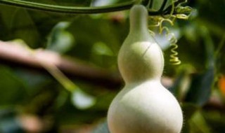 观赏葫芦养护方法 需要注意什么地方呢