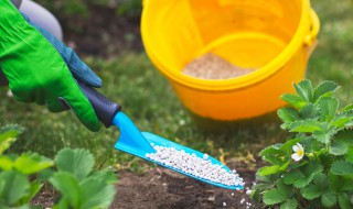 如何做园艺肥料 养花有机肥可以这样做