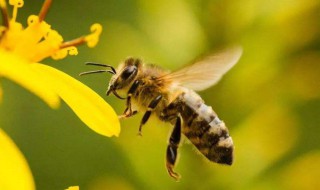 被蜜蜂蛰了又肿又痒怎么办 需要注意什么