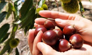 锥栗怎么保存不会坏 如何保存生栗子不会变质