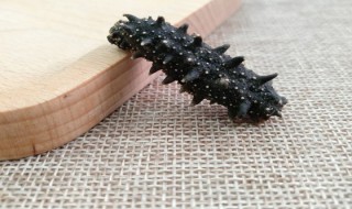 如何正确选择海参 选择海参的方法