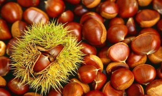 板栗的储存方法 板栗如何储存